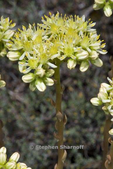 sedum ochroleucum 2 graphic